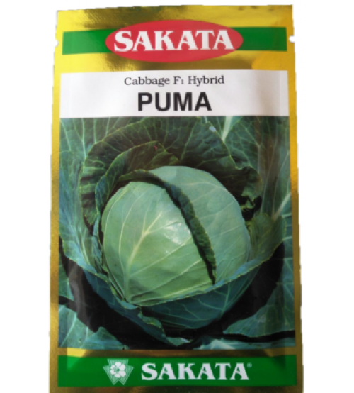 Cabbage / Patta Gobi Puma 10 grams